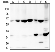 1 - Anti-BMP2 Antibody AP60433