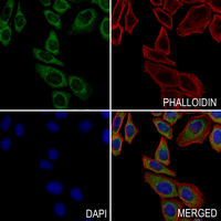 3 - Anti-BMP6 Antibody AP60434