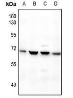 1 - Anti-BMP6 Antibody AP60434