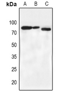 1 - Anti-BMX (Phospho-Y566) Antibody AP60435