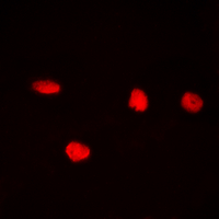 3 - Anti-CDC25C (Phospho-S216) Antibody AP60438