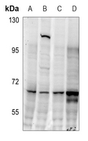 1 - Anti-CDC25C (Phospho-S216) Antibody AP60438