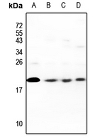 1 - Anti-CDC42EP5 Antibody AP60439