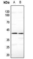 1 - Anti-CDKL1 Antibody AP60440