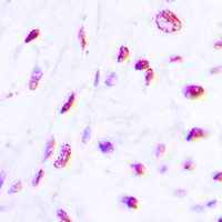 19 - Anti-C/EBP beta (Phospho-T235) Antibody AP60441