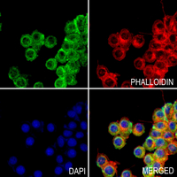 3 - Anti-CLASP1 Antibody AP60442