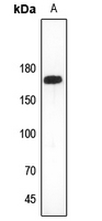 1 - Anti-Collagen 11 alpha 2 Antibody AP60444