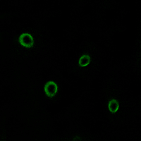 3 - Anti-CD184 Antibody AP60446