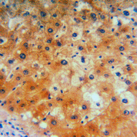 19 - Anti-CD184 Antibody AP60446