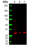 0 - Anti-Cytochrome c1 Antibody AP60447