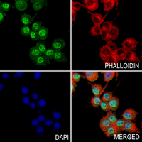 3 - Anti-DAXX (Phospho-S668) Antibody AP60449