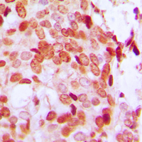 19 - Anti-DAXX (Phospho-S668) Antibody AP60449