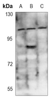 1 - Anti-DAXX (Phospho-S668) Antibody AP60449