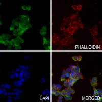 3 - Anti-DDX55 Antibody AP60451