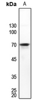1 - Anti-DDX55 Antibody AP60451