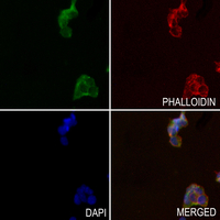 3 - Anti-EIF4E3 Antibody AP60455