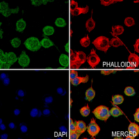 3 - Anti-EPN2 Antibody AP60457