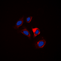 3 - Anti-Separase Antibody AP60459