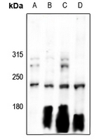 1 - Anti-Separase Antibody AP60459
