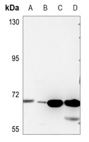 1 - Anti-ALS2CR13 Antibody AP60460