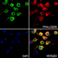 3 - Anti-Fibulin 5 Antibody AP60461