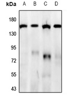 1 - Anti-GPR158 Antibody AP60463