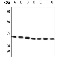 1 - Anti-GRB2 Antibody AP60465