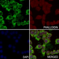 3 - Anti-CD130 Antibody AP60469