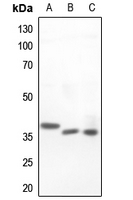 1 - Anti-Islet-2 Antibody AP60472