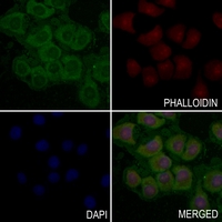 3 - Anti-CD61 (Phospho-Y785) Antibody AP60473
