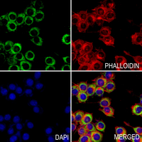 3 - Anti-Kir2.1 Antibody AP60474