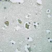 19 - Anti-Kir2.1 Antibody AP60474