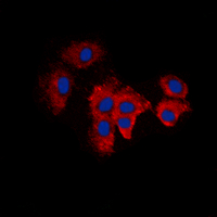 3 - Anti-KDELR2 Antibody AP60475