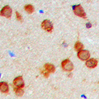 19 - Anti-KDELR2 Antibody AP60475