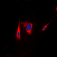 3 - Anti-KSR1 Antibody AP60477