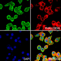 3 - Anti-p38 (Phospho-Y323) Antibody AP60479