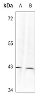 1 - Anti-p38 (Phospho-Y323) Antibody AP60479