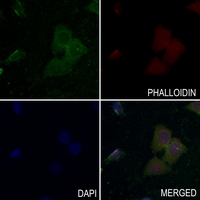 3 - Anti-c-Met (Phospho-Y1349) Antibody AP60482
