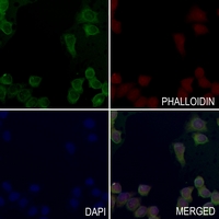 3 - Anti-MEKKK6 Antibody AP60483