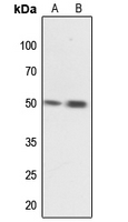 1 - Anti-MNK1 Antibody AP60484