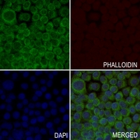 3 - Anti-MRPL51 Antibody AP60487