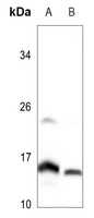 1 - Anti-MRPL51 Antibody AP60487