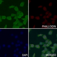 3 - Anti-MRPL54 Antibody AP60488
