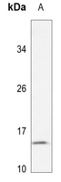 1 - Anti-MRPL54 Antibody AP60488