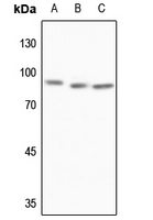 1 - Anti-MTA1 Antibody AP60489
