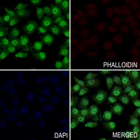 3 - Anti-NF-kappaB p105/p50 Antibody AP60491