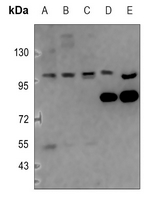 1 - Anti-NF-kappaB p105/p50 Antibody AP60491
