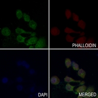3 - Anti-GPR120 Antibody AP60493