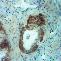 19 - Anti-GPR120 Antibody AP60493