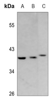1 - Anti-GPR120 Antibody AP60493